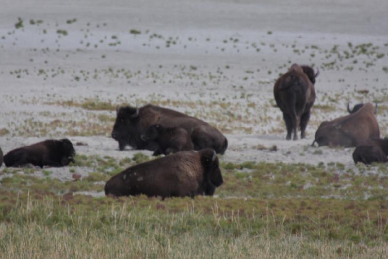 2013-08-24 13:50:29 ** Antelope Island, Bison, Utah ** 2013-08-24 13:50:29 ** Antelope Island, Bison, Utah **