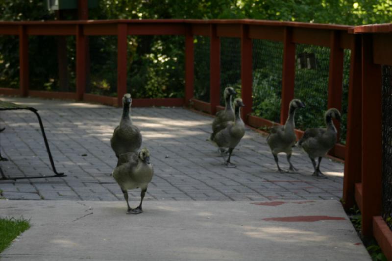 2005-05-21 16:37:18 ** Tracy Aviary ** Young geese exploring.