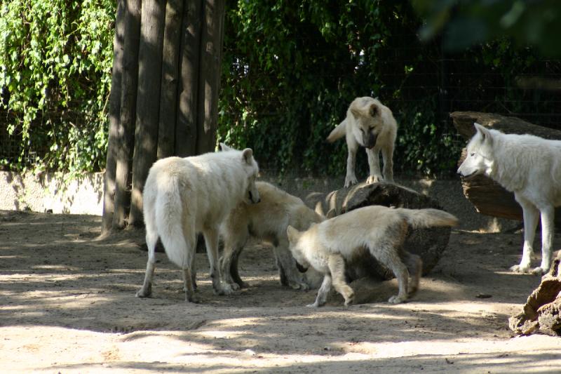 2005-08-24 14:48:22 ** Berlin, Germany, Zoo ** Arctic Wolves.