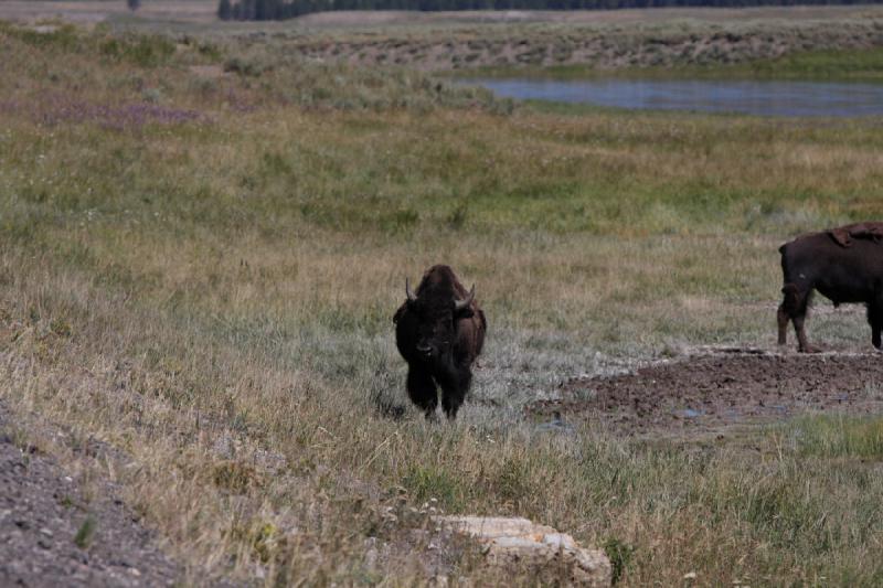 2008-08-16 11:36:28 ** Bison, Yellowstone National Park ** 