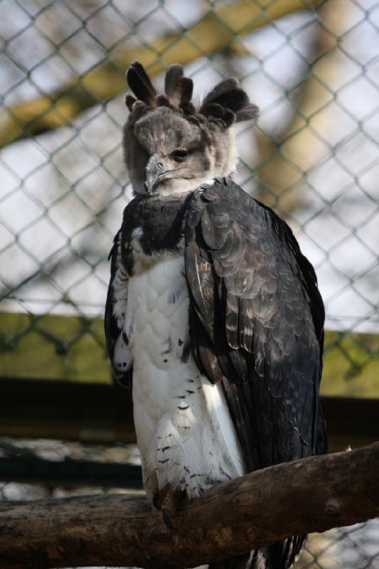 2010-04-13 16:24:11 ** Germany, Walsrode, Zoo ** Harpy Eagle (Harpia harpyja).