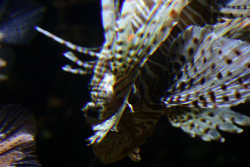 2007-10-13 12:56:22 ** Aquarium, California, Zoo ** Lionfish.