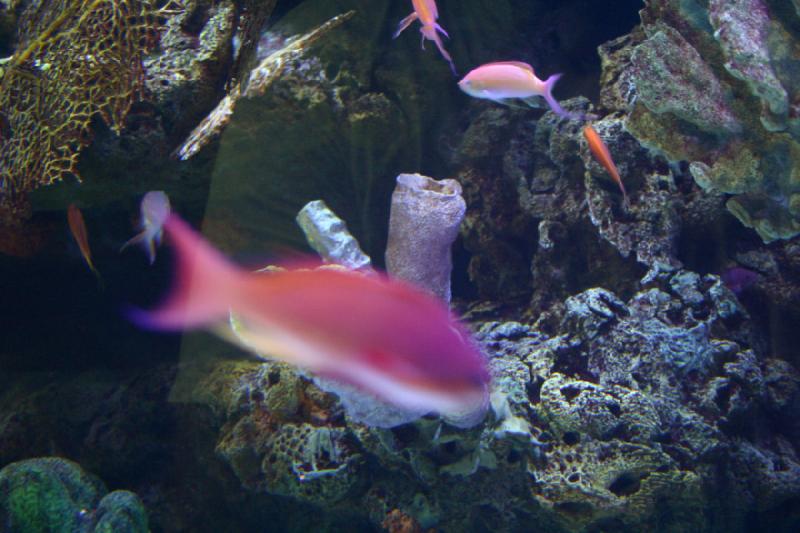 2007-10-13 13:02:46 ** Aquarium, California, Zoo ** Fish and corals.