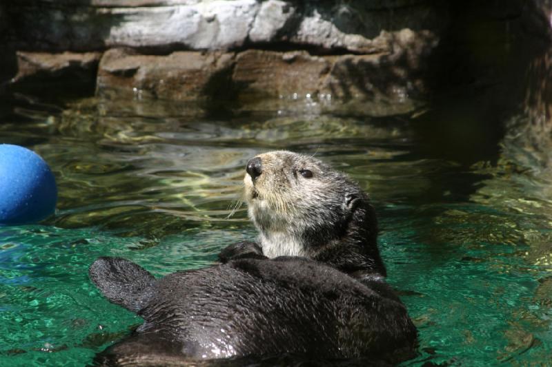 2007-09-01 12:14:44 ** Aquarium, Seattle ** Seeotter. 2007-09-01 12:14:44 ** Aquarium, Seattle ** Seeotter.