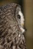 Great Grey Owl or Lapland Owl (Strix nebulosa), largest species of the genus Strix.