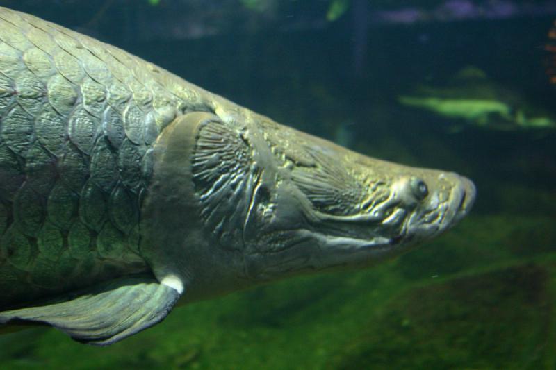 2006-11-29 13:57:56 ** Aquarium, Berlin, Germany, Zoo ** Very large fish with an interesting head.