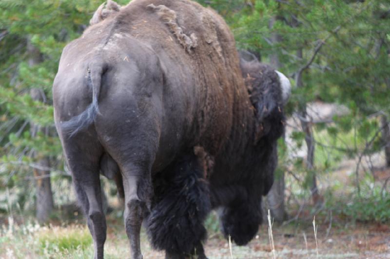 2008-08-14 15:01:26 ** Bison, Yellowstone Nationalpark ** Bison.