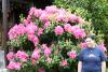 Erica standing next to a rhododendron.