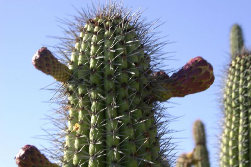 2006-06-17 17:23:02 ** Botanical Garden, Cactus, Tucson ** Fruits of a cactus.